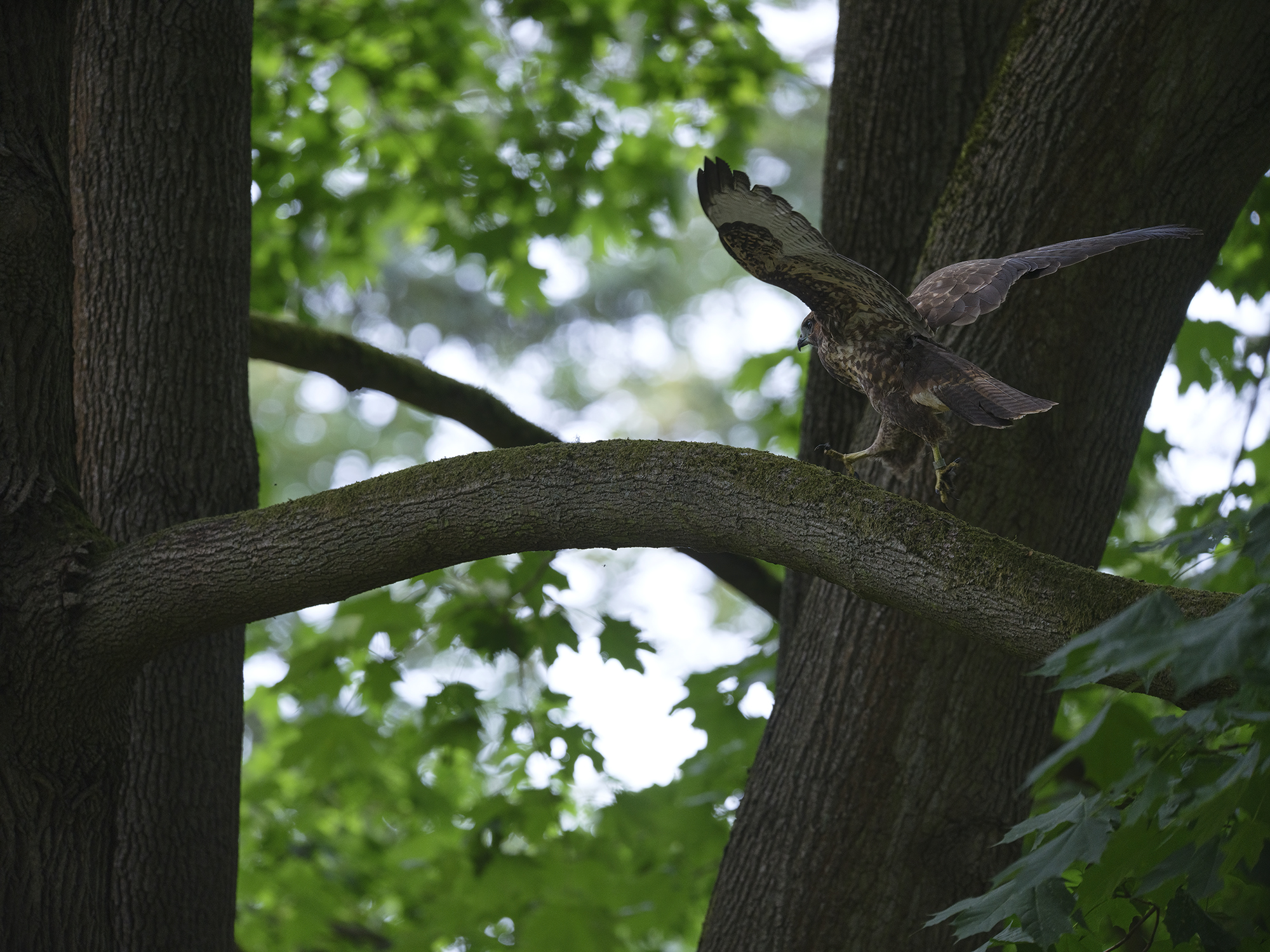 Birdwalk